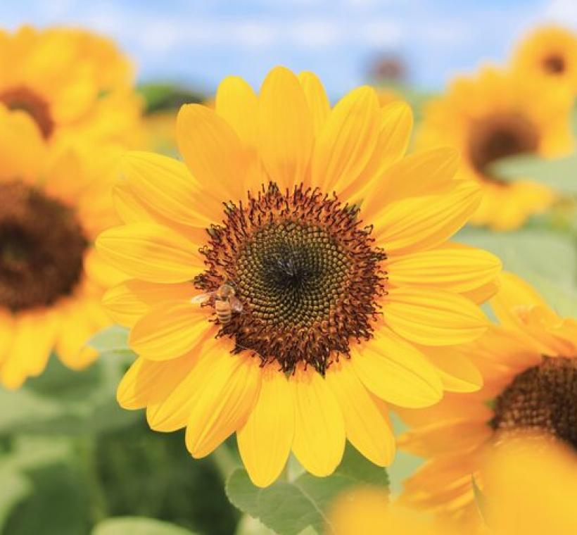 大佳河濱花海 向日葵花海盛開 現在正是賞花期 