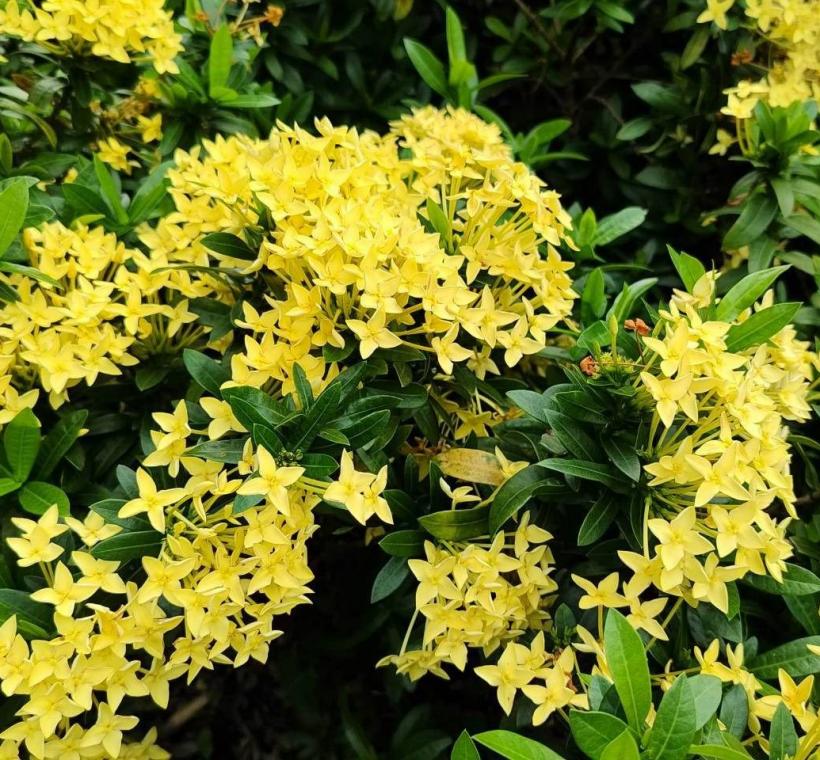 二二八和平公園黃仙丹花迎風盛放，彷彿將夏日的熱情凝聚成一團團絢麗花火，在道路分隔島、綠帶及街角綠地綻放耀眼光彩