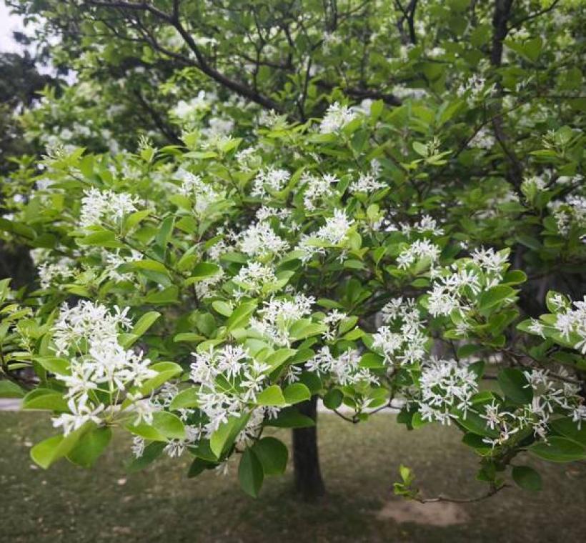 大安森林公園山坡流蘇花開