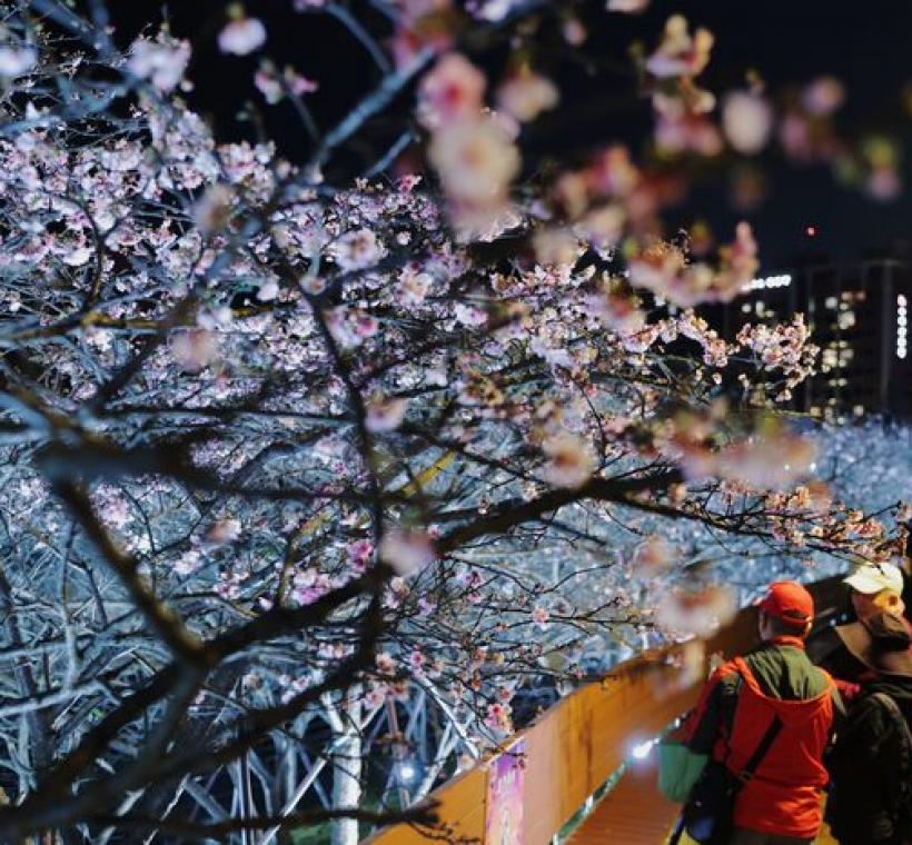 2025樂活公園夜櫻