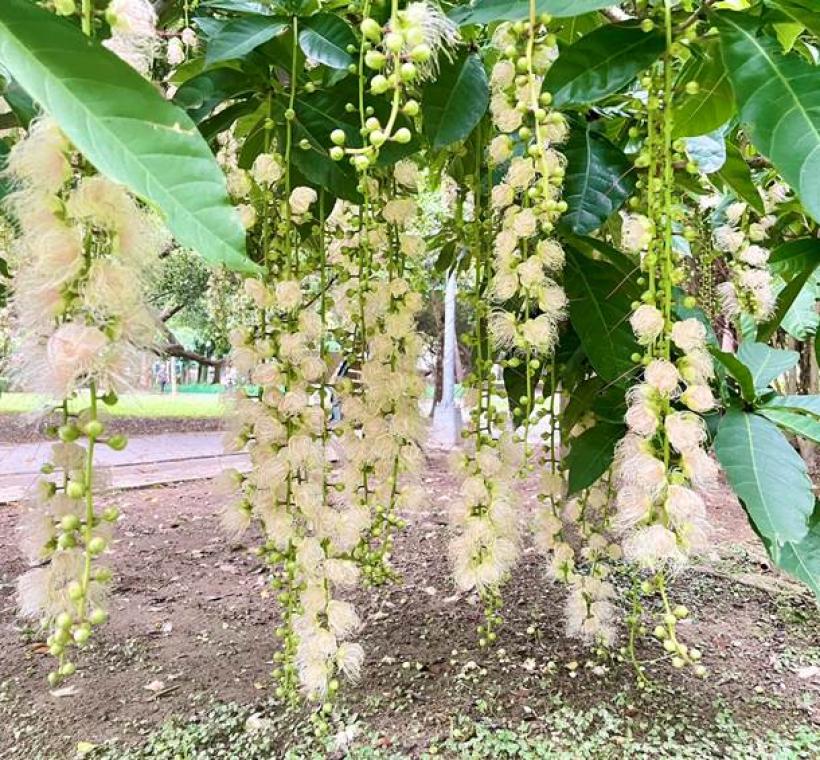 圖12含苞待放的穗花棋盤腳。(攝影者榮星志工葉鳳蓮)