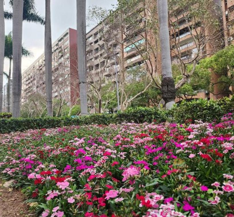 五彩石竹點綴景觀空間，提升道路綠美化整體視覺亮度