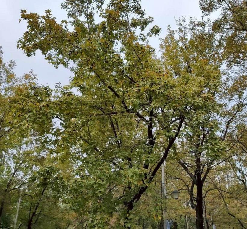 不管是晴天還是陰天，隨便拍都很美(林森公園、康樂公園)