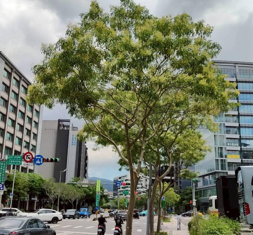 行善路人行道的光臘樹大片樹冠在藍天下舒展，為新社區帶來旺盛生機