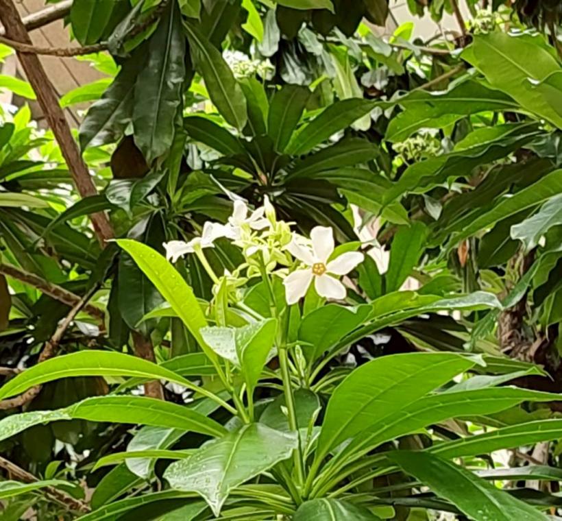 花形非常類似同科不同屬的日日春