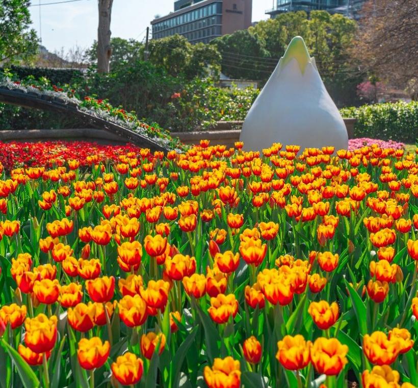 2026鬱金香展主題以「浪漫滿園」為出發，帶您感受浪漫的愛情氛圍 (2025年資料照)