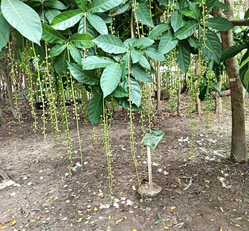 圖1穗花棋盤腳的花穗約有一公尺長，白天只能看到一顆顆的花苞和果實