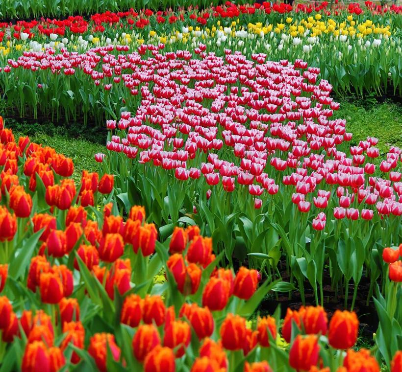 2026 CKS Shilin Residence Tulip Festival