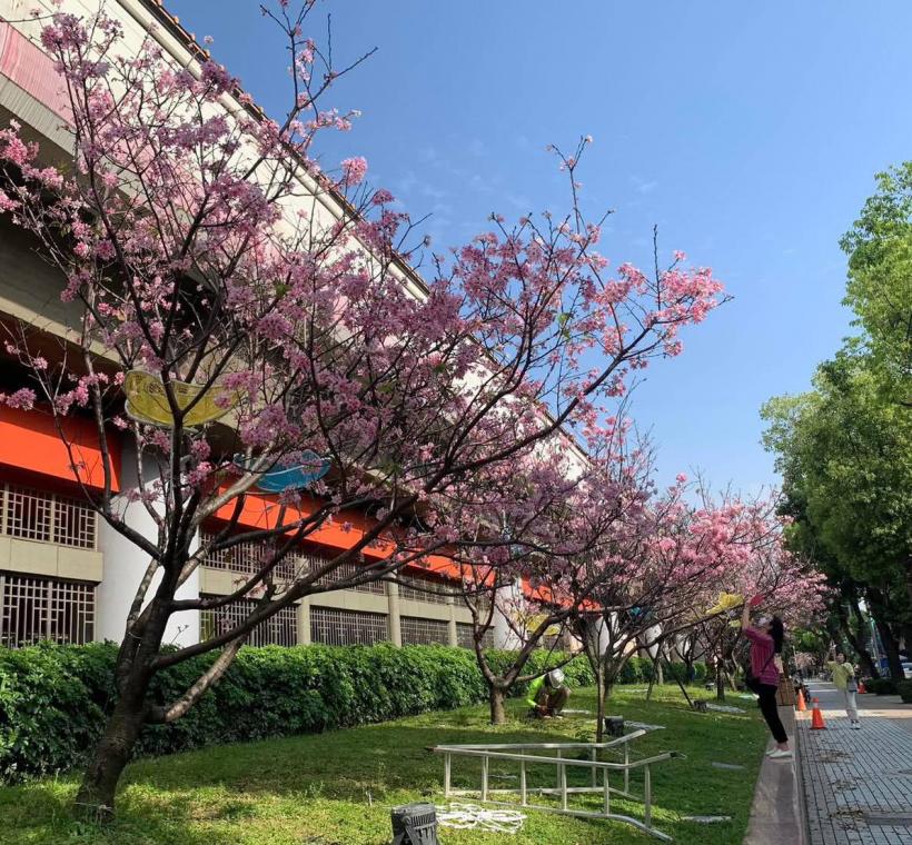 劍潭國小對面 富士櫻