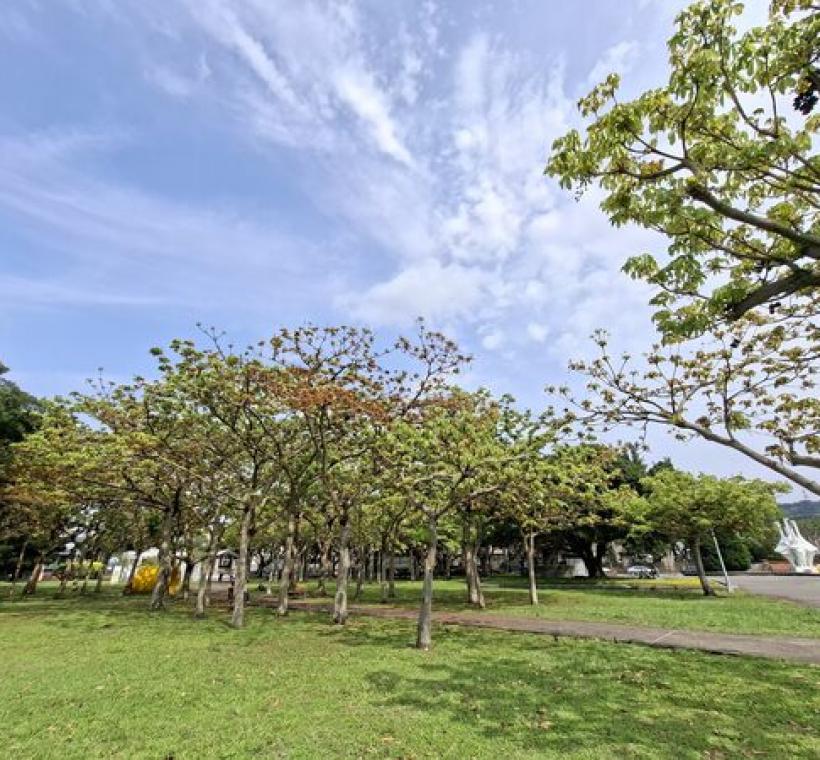 歡迎大家用好奇心去探索掌葉蘋婆與昆蟲之間的微妙關係。