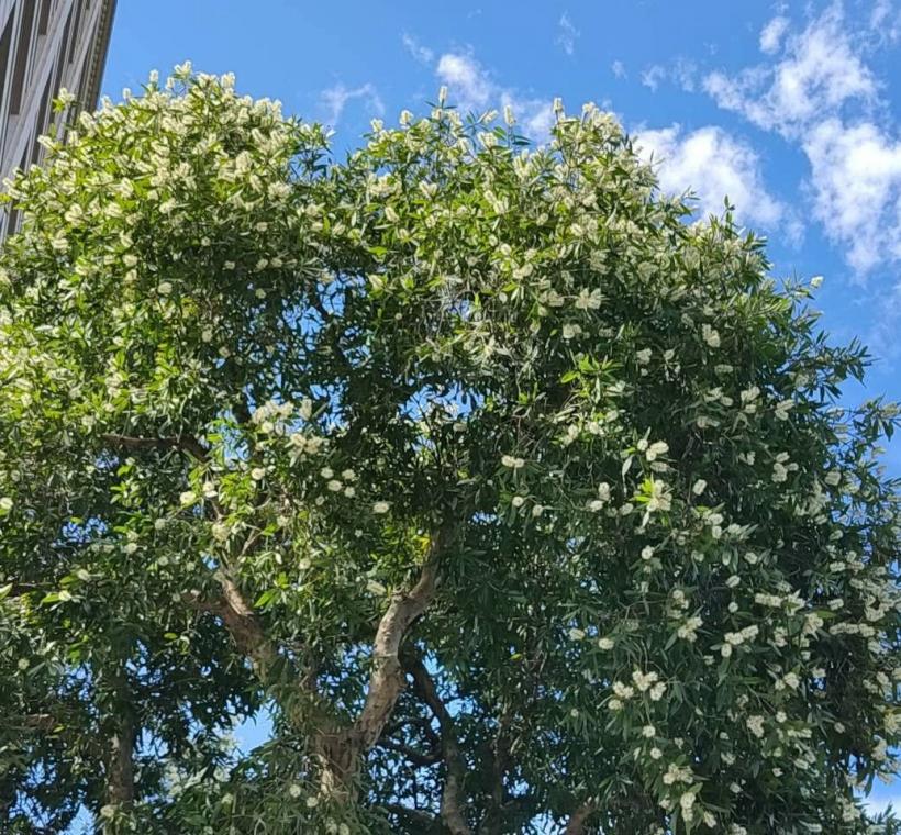 颯爽金風拂過新生南路，沿途高聳挺立的白千層也迎來秋天的盛花期