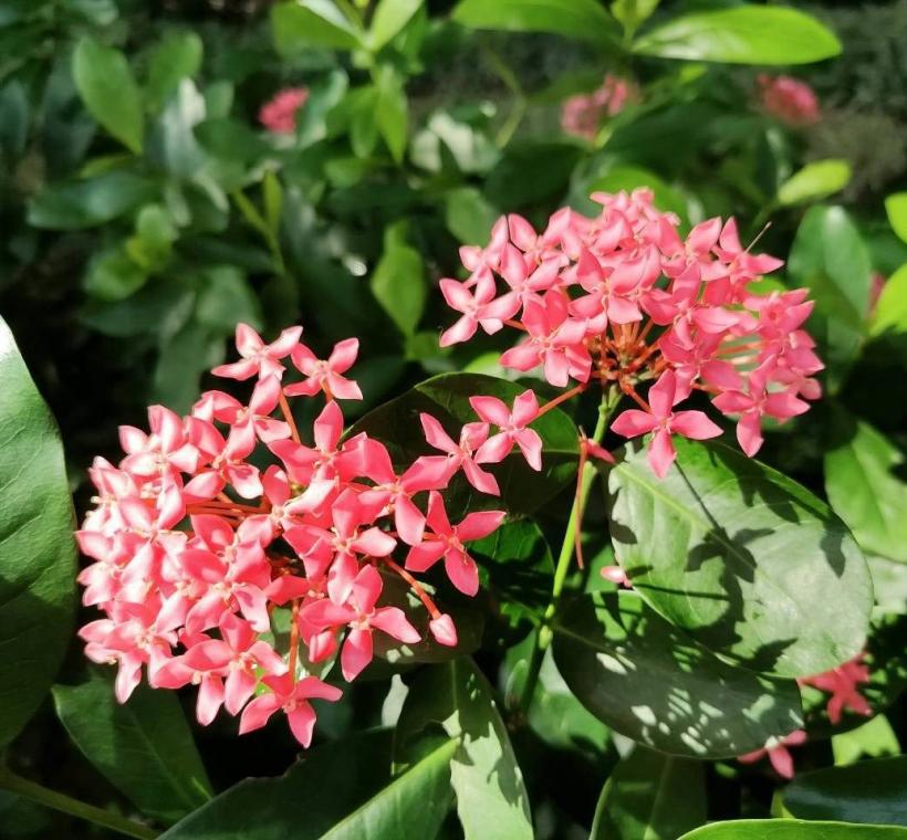 雖然單朵仙丹花小小的不起眼，當幾十朵小花在枝頭上擠成一團時，展現數大之美，驚人的耀眼，吸引眾人目光(宮粉仙丹)