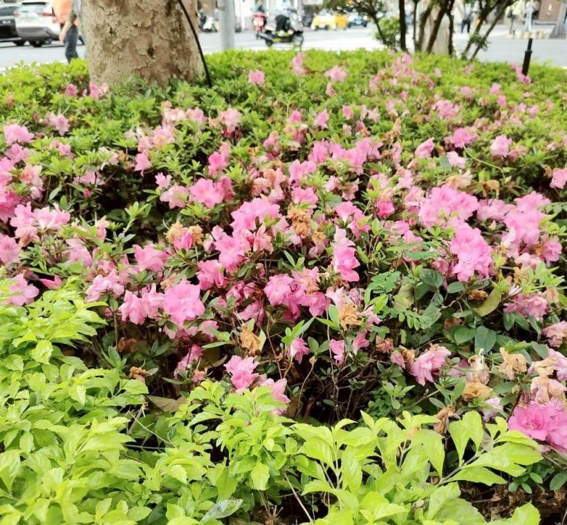 盛開杜鵑及草花為街道帶來活力