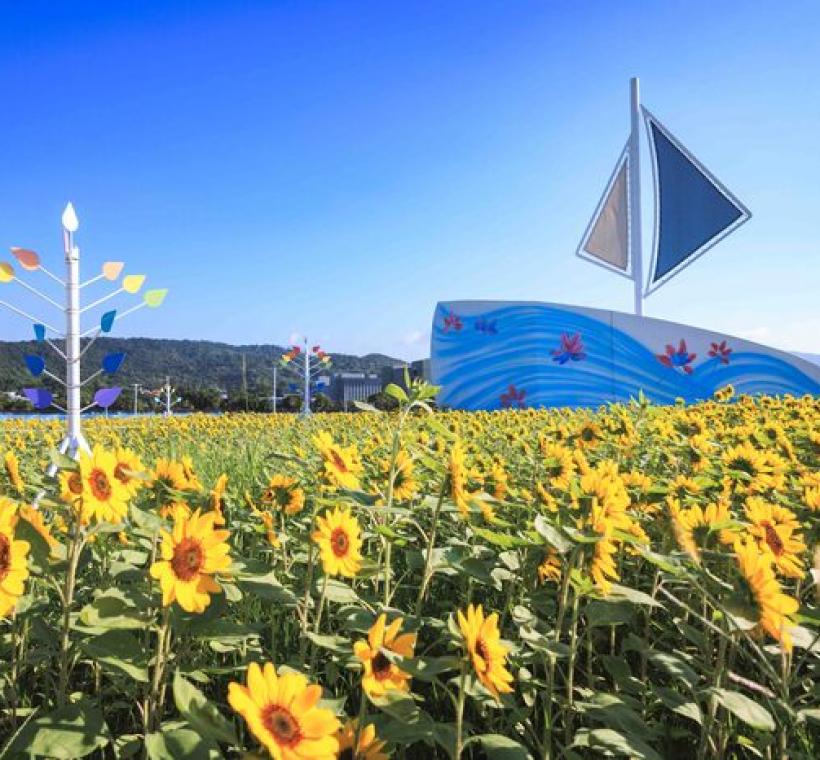 大佳河濱花海 向日葵花海盛開 現在正是賞花期 