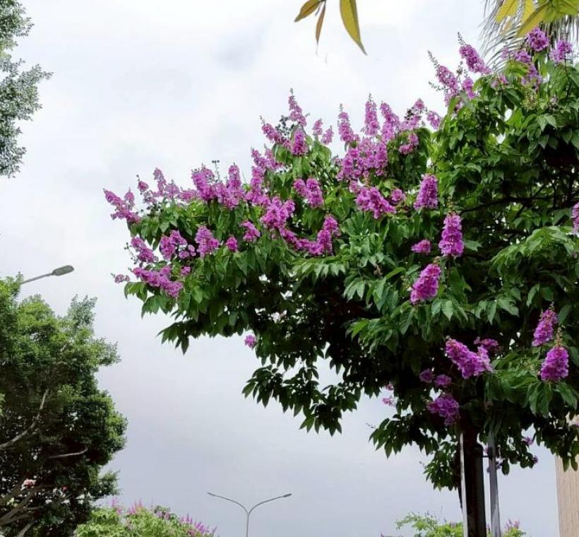 民權東路大花紫薇枝頭綻放，一簇簇粉紫色花朵如雲似霞景