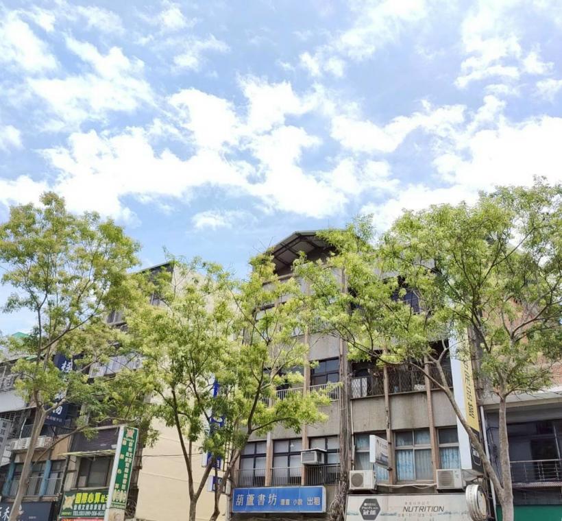 延平北路5段中央分隔島的光臘樹成為街道上特色風景