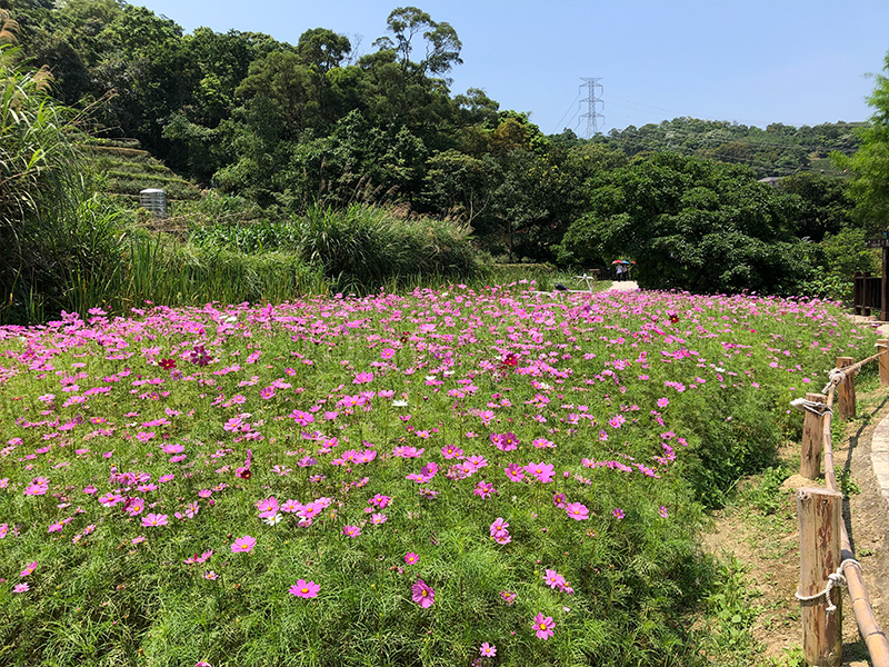 樟樹步道花海 波斯菊