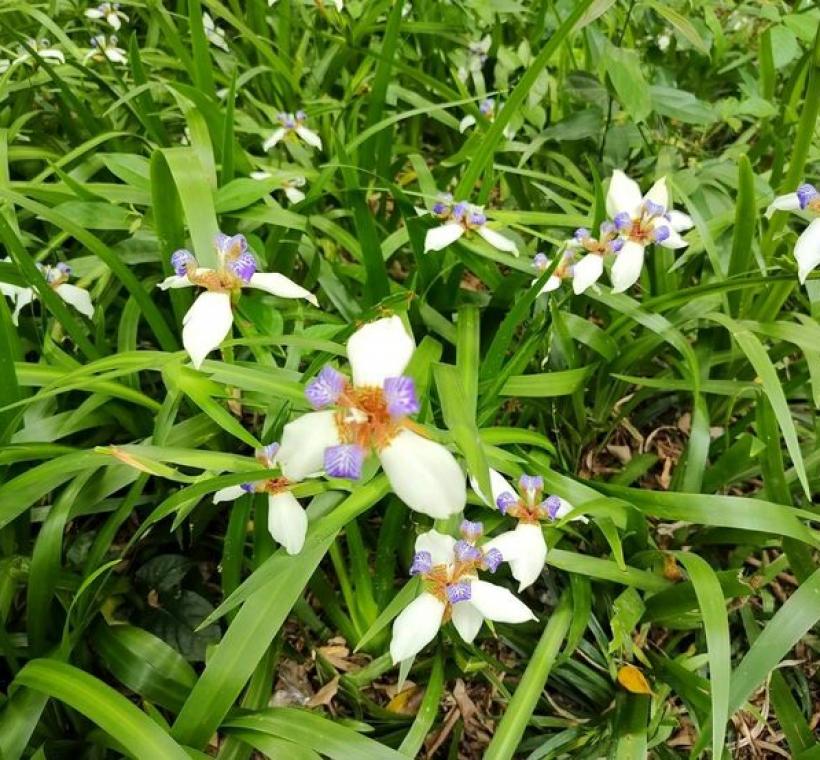 蘭雅1號公園巴西鳶尾近照。