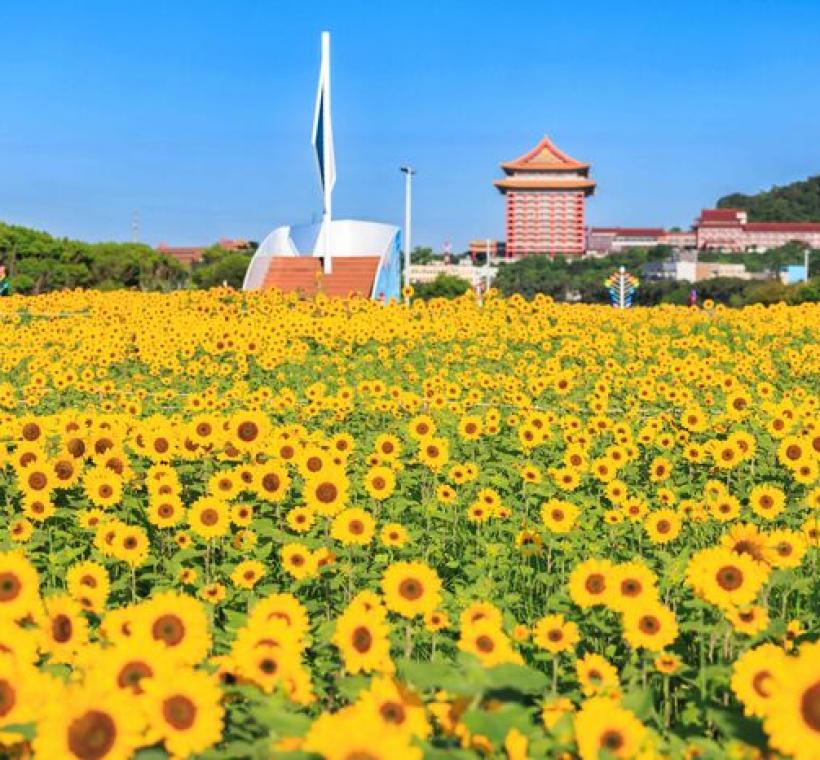大佳河濱花海 向日葵花海盛開 現在正是賞花期 