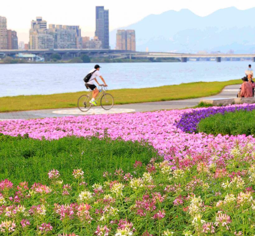 延平河濱花海 加上淡水河景 賞花好愜意
