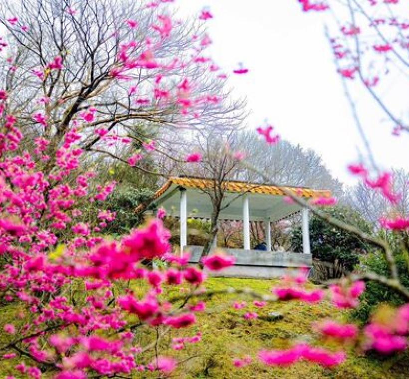 陽明公園山櫻
