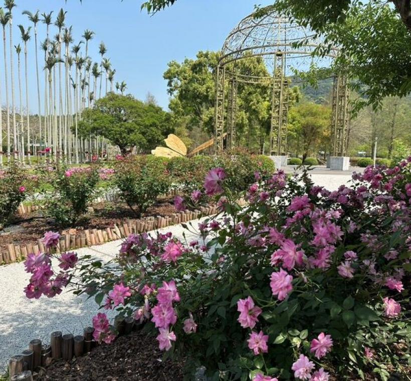 玫瑰及石竹、銀葉菊映襯穹頂花海之美