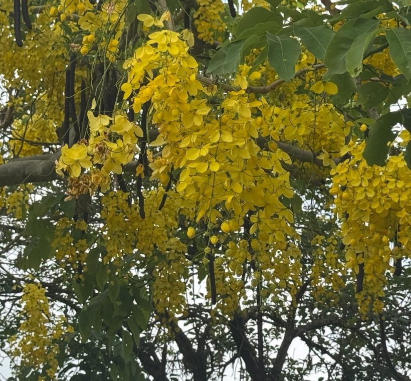 一串串傾瀉而下的花朵