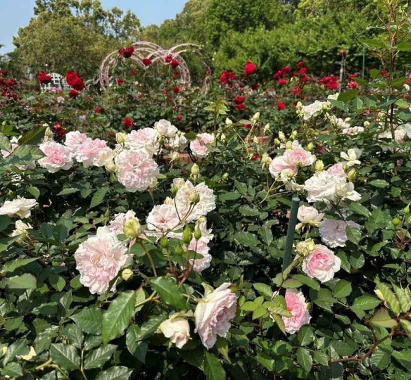 近百種不同顏色的玫瑰此起彼落的在士林官邸玫瑰園綻放著