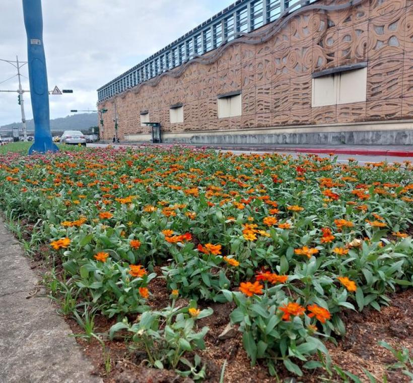 這一塊基地，公園處特別選用色調溫暖又討喜的桃色與橘色花系百日草，佈置有如秋日花園裡的萬聖節。