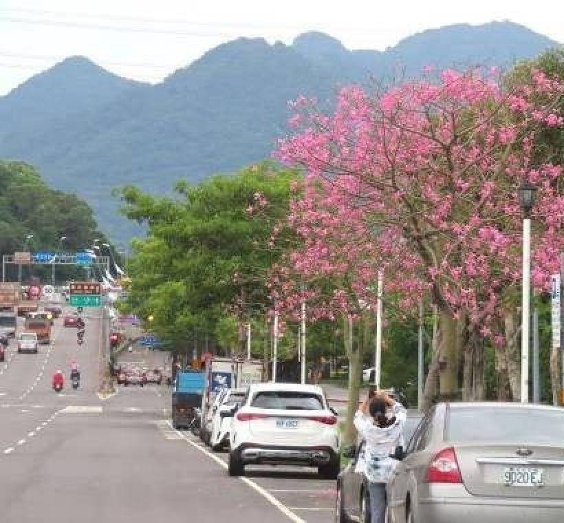 (圖片11) 大度路三段往淡水方向美人樹吸引民眾駐足拍照樹