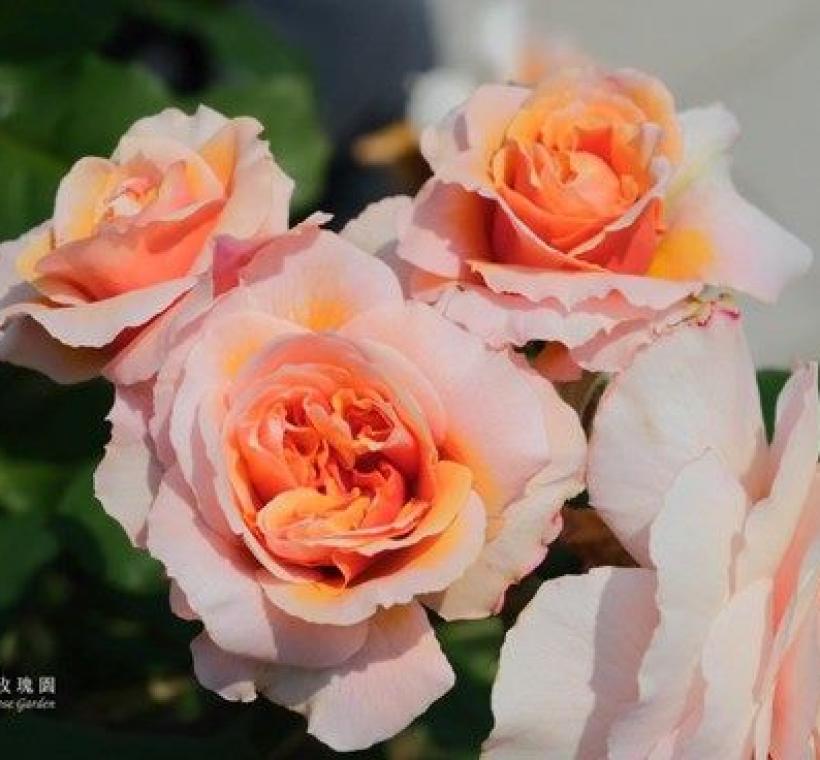 維爾西尼（Versigny）橙色至粉色，淺杯花型，中香