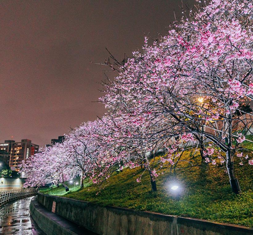 2026樂活寒櫻-夜間1