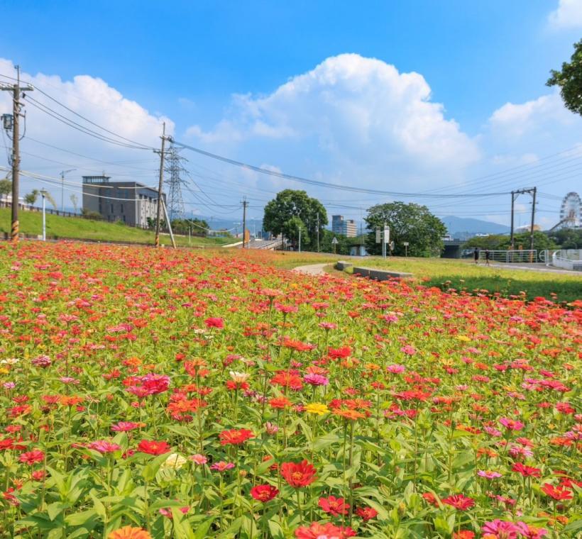 河雙21百日草花海 賞花期自即日起持續到11月底
