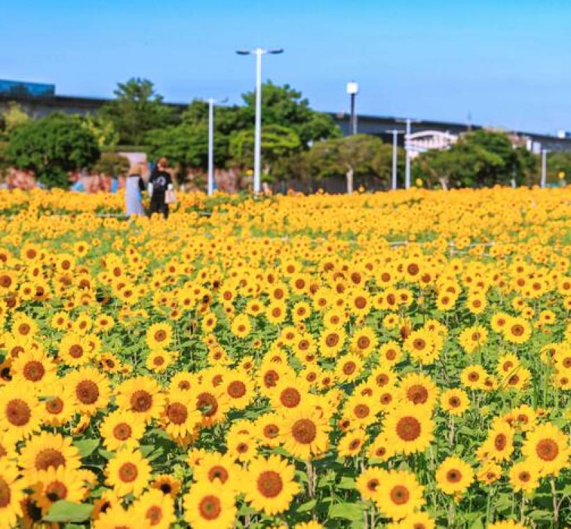 大佳河濱花海 向日葵花海盛開 現在正是賞花期 