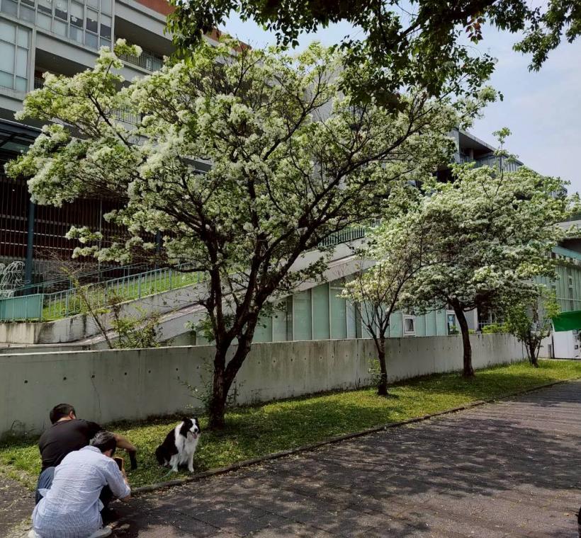 臺灣大學校園內的流蘇樹開花
