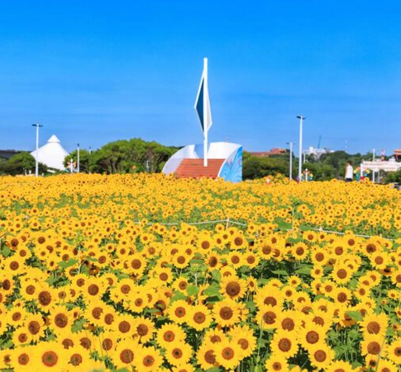 大佳河濱花海 向日葵花海盛開 現在正是賞花期 