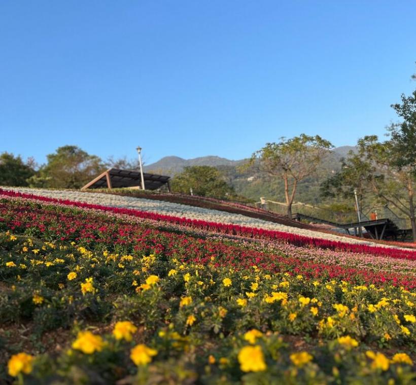 三層崎花海 孔雀草