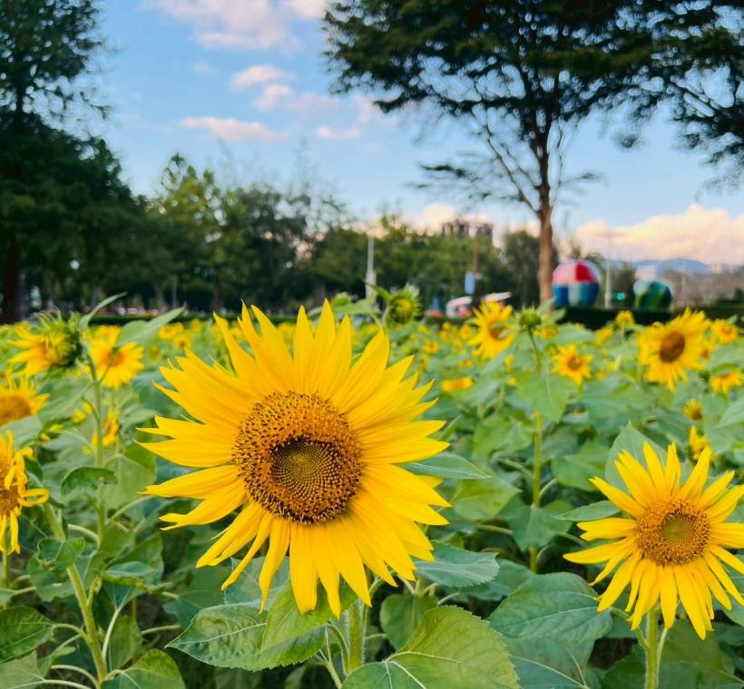 向陽築夢展區金黃的向日葵，鼓勵大家勇敢逐夢