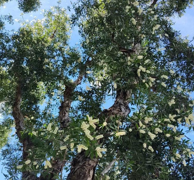 頂生之密穗狀花序，花瓣5片易早落，白色或淡黃色的細如瓶刷般蓬鬆是花蕊