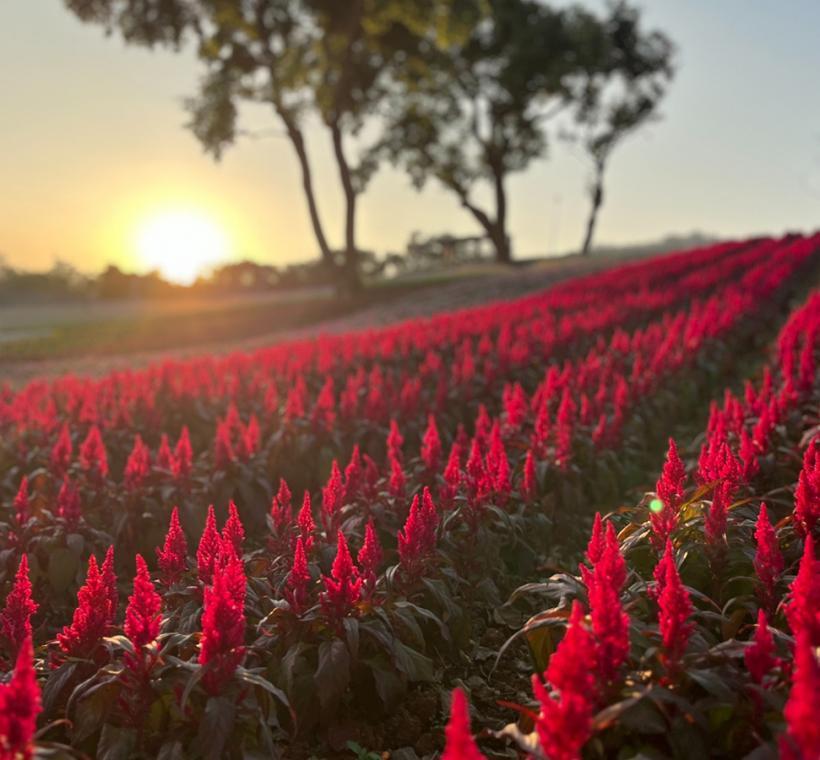 2025 Shan-Tseng-Chi Flower Festival