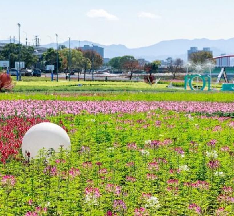 古亭河濱花海 繽紛綻放中