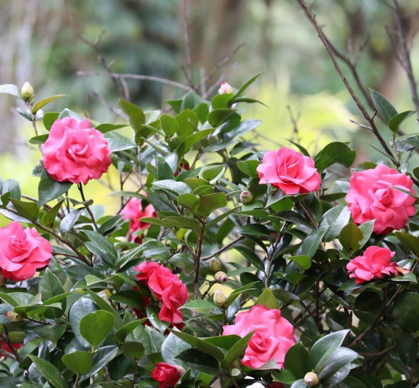 2025Taipei Camellia Show