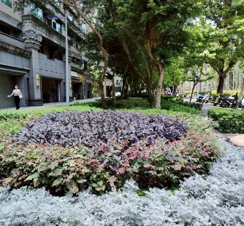 仁愛路四段的人行環境沿線規劃植栽路樹及多樣的地被植物