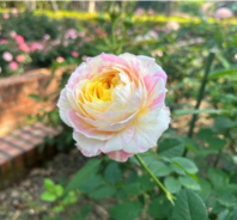 「克勞德莫內」花色如畫布般變化萬千，乳白與粉紅、淺黃交錯暈染，宛如莫內畫中的睡蓮池塘