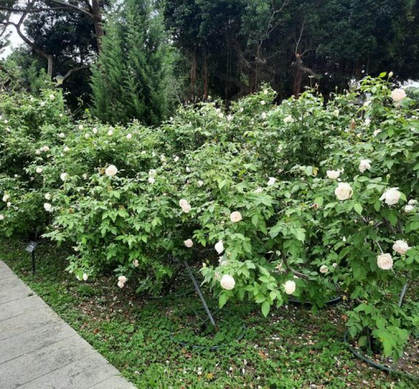 花海區小徑可以欣賞白櫻鏡蔓延成一片雪白世界的絕美景致。