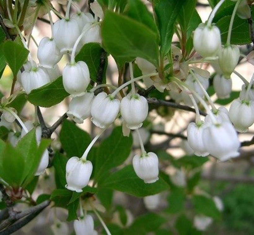 圖5. 臺灣吊鐘花(圖片來源：維基百科)