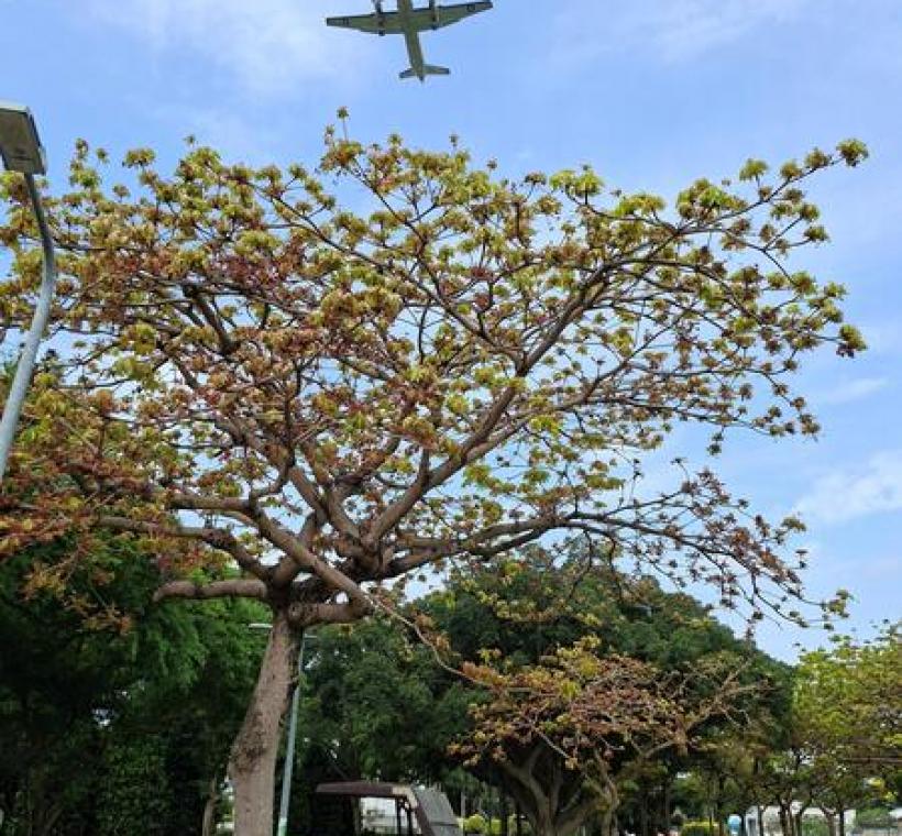 掌葉蘋婆在開花之際，會散發特別的氣味，但仍吸引民眾前來取景。