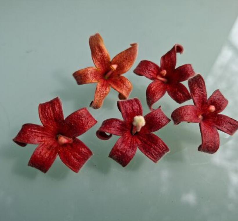 掌葉蘋婆花序精巧，一朵朵紅色小花像吊鐘般垂掛，顯得格外耀眼。