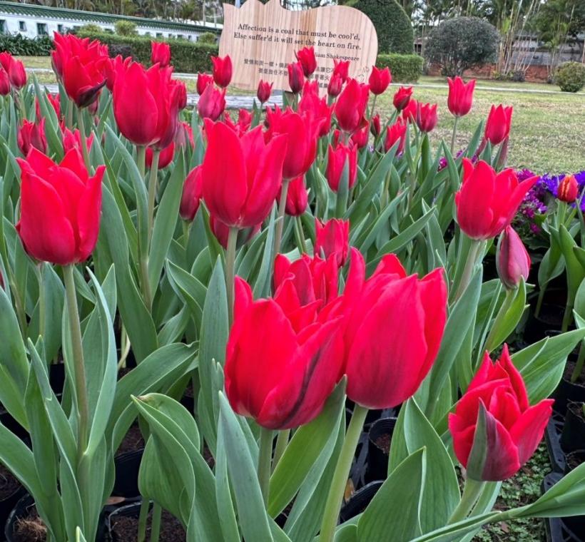 百合型紅色的花瓣細長且微微外翻，彷彿百合花般的優雅姿態，首次出現在鬱金香的展場