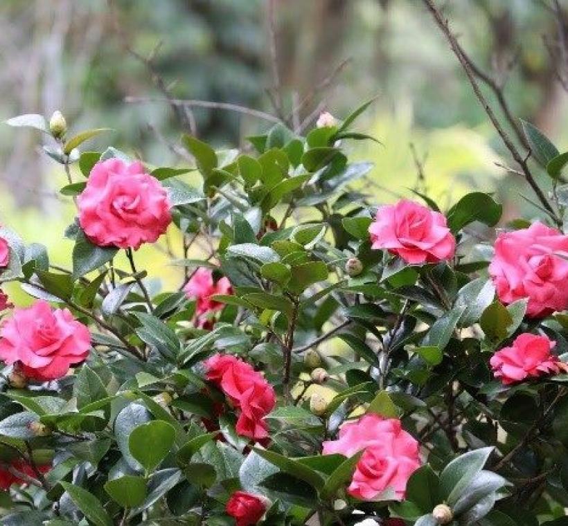 茶花盛開，妍麗色彩點綴冬日花園。